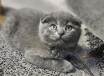 Philip - Scottish Fold Kitten For Sale - 