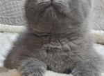 Daisy - Scottish Straight Kitten For Sale - 