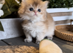 Chen - Brazilian Shorthair Kitten For Sale - Chino, CA, US