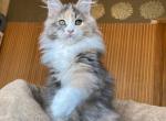 Ila - Maine Coon Cat For Sale - Forest, OH, US