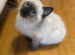 Chester - Siamese Kitten For Sale - 