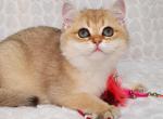 KINDER - British Shorthair Kitten For Sale - Sunnyvale, CA, US