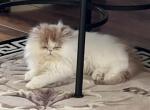 Snowflake - Persian Kitten For Sale - 