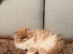 Goldie - Persian Kitten For Sale - 