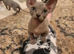 Zeus - Bambino Kitten For Sale - NY, US