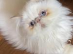 Male Flame point Himalayan persian - Himalayan Kitten For Sale - 