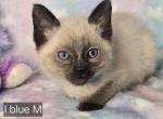 Siamese Balinese Sealpoint Males - Siamese Kitten For Sale - 