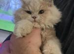 Cream boy kitty - Persian Kitten For Sale - Parkville, MD, US