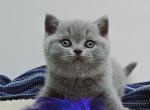 Brotto - British Shorthair Kitten For Sale - Hollywood, FL, US