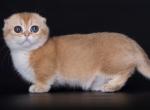 Vihor - Munchkin Kitten For Sale - Norwalk, CT, US