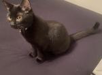 Juno - Bombay Kitten For Adoption - Cypress, TX, US