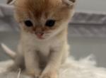 Goldy - Scottish Fold Kitten For Sale - 