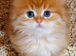 Tiger - British Shorthair Kitten For Sale - 