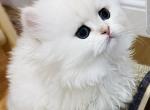 Snow - British Shorthair Kitten For Sale - Yorba Linda, CA, US