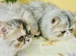 Joy and Billy the Kid - Persian Kitten For Sale - West Palm Beach, FL, US