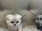 Snowflake - Scottish Fold Kitten For Sale - 