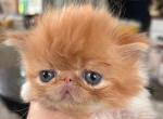 Red and white boy Last litter - Persian Kitten For Sale - Ephrata, PA, US