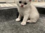 Zefir - Scottish Straight Kitten For Sale - 