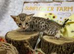 F4 mr Gray - Savannah Kitten For Sale - Lakeland, FL, US