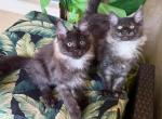 Maine Coon Smokey  Black Brothers - Maine Coon Kitten For Sale - Orlando, FL, US