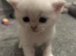 Sona - Scottish Straight Kitten For Sale - 