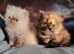 CFA Persian kittens - Persian Kitten For Sale - 