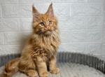 Perseus - Maine Coon Kitten For Sale - NY, US