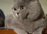 British Shorthair female - British Shorthair Kitten For Sale - Livonia, MI, US