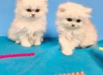 Persian you name - Persian Kitten For Sale - Orlando, FL, US