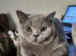 British Shorthair blue female - British Shorthair Kitten For Sale - Livonia, MI, US