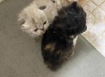 CFA Registered Persian Kittens - Persian Kitten For Sale - Conyers, GA, US