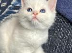 Flame - Ragdoll Kitten For Sale - 