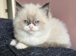 Lily - Ragdoll Kitten For Sale - Gap, PA, US