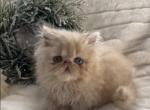 Flame - Persian Kitten For Sale - Delta, PA, US