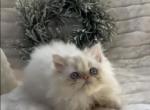 Marshmallow the flame point Persian - Persian Kitten For Sale - Delta, PA, US