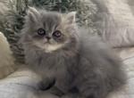 Star the blue and white tabby Persian - Persian Kitten For Sale - Delta, PA, US