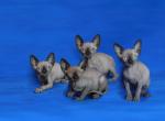 3 females 1 male - Sphynx Kitten For Sale - New York, NY, US