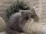 Indigo the lilac and white male - Persian Kitten For Sale - Delta, PA, US