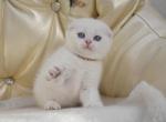 Blue Point Hanna - Scottish Fold Kitten For Sale - Jersey City, NJ, US