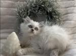 Vizzini the lilac point male Persian - Persian Kitten For Sale - Delta, PA, US