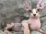 Loki bambino - Bambino Kitten For Sale - New York, NY, US