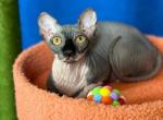 Iris - Sphynx Kitten For Sale - New York, NY, US