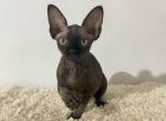 Stella - Sphynx Kitten For Sale - New York, NY, US