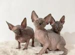 Grey litter - Sphynx Kitten For Sale - New York, NY, US