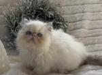 Brutus the chocolate point - Persian Kitten For Sale - Delta, PA, US