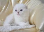 Blue Point Helen - Scottish Fold Kitten For Sale - Jersey City, NJ, US