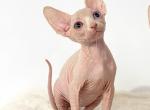 Diamond odd eye - Sphynx Kitten For Sale - New York, NY, US