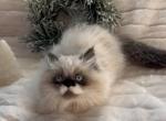 Westley the sealpoint Persian male - Persian Kitten For Sale - Delta, PA, US