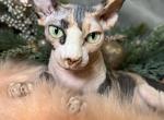 Rima - Sphynx Kitten For Sale - New York, NY, US