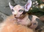 Diva Dwelf - Bambino Kitten For Sale - New York, NY, US